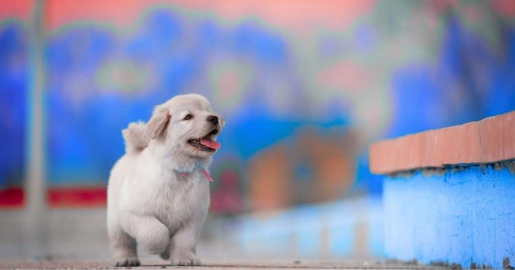 Computer chip with the text AI Artificial Intelligence